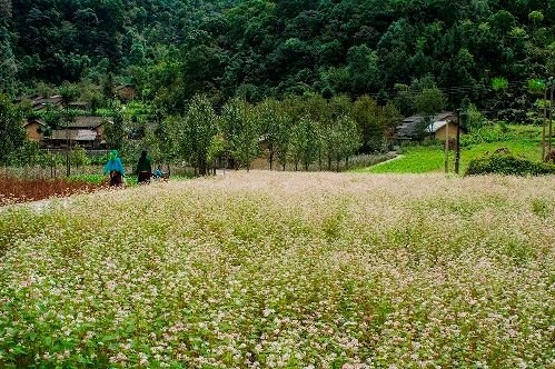 9 experiences to try in Ha Giang 3