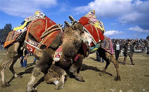Watch camel wrestling in Türkiye 2