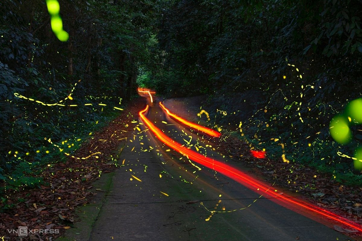 Fireflies in Cuc Phuong forest 0